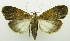  (Hydrillodes sp. 1 - USNM ENT 00732255)  @15 [ ] Unspecified (default): All Rights Reserved  Unspecified Unspecified
