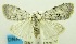  (Nola nr. albescens - USNM ENT 00732326)  @12 [ ] Unspecified (default): All Rights Reserved  Unspecified Unspecified