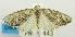  (Nola nr. obliqua - USNM ENT 00732348)  @13 [ ] Unspecified (default): All Rights Reserved  Unspecified Unspecified