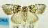  (Roeselia basifusca - USNM ENT 00732359)  @11 [ ] Unspecified (default): All Rights Reserved  Unspecified Unspecified