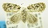  (Nola diastropha - USNM ENT 00732400)  @14 [ ] Unspecified (default): All Rights Reserved  Unspecified Unspecified