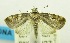  (Gyrtothripa papuana - USNM ENT 00732431)  @13 [ ] Unspecified (default): All Rights Reserved  Unspecified Unspecified