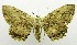  ( - USNM ENT 00732550)  @11 [ ] Unspecified (default): All Rights Reserved  Unspecified Unspecified