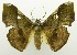  ( - USNM ENT 00732575)  @11 [ ] Unspecified (default): All Rights Reserved  Unspecified Unspecified