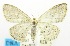  (Scopula nr. amala - USNM ENT 00732703)  @11 [ ] Unspecified (default): All Rights Reserved  Unspecified Unspecified