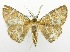  ( - USNM ENT 00732733)  @11 [ ] Unspecified (default): All Rights Reserved  Unspecified Unspecified