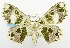  (Scopula sp - USNM ENT 00732743)  @15 [ ] Unspecified (default): All Rights Reserved  Unspecified Unspecified