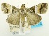  (Orthaga fuscofascialis - USNM ENT 00733049)  @14 [ ] Unspecified (default): All Rights Reserved  Unspecified Unspecified