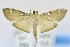  (Cotachena sp - USNM ENT 00733944)  @14 [ ] Unspecified (default): All Rights Reserved  Unspecified Unspecified