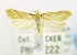  (Onnuria xanthochroa - USNM ENT 00733976)  @11 [ ] Unspecified (default): All Rights Reserved  Unspecified Unspecified
