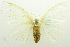  ( - USNM ENT 00797031)  @13 [ ] Unspecified (default): All Rights Reserved  Unspecified Unspecified