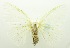  ( - USNM ENT 00797032)  @12 [ ] Unspecified (default): All Rights Reserved  Unspecified Unspecified