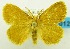  (Euproctis nr. chrysophila - USNM ENT 00797041)  @14 [ ] Unspecified (default): All Rights Reserved  Unspecified Unspecified