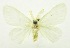  (Arna sp - USNM ENT 00797068)  @13 [ ] Unspecified (default): All Rights Reserved  Unspecified Unspecified