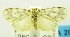 (Gymnasura sp. USNM3 - USNM ENT 00797145)  @12 [ ] Unspecified (default): All Rights Reserved  Unspecified Unspecified