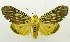  (Asota strigosa - USNM ENT 00797278)  @15 [ ] Unspecified (default): All Rights Reserved  Unspecified Unspecified