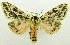  (Spilosoma owgarra - USNM ENT 00797310)  @14 [ ] Unspecified (default): All Rights Reserved  Unspecified Unspecified