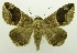  (Bastilla vitiensis - USNM ENT 00797326)  @14 [ ] Unspecified (default): All Rights Reserved  Unspecified Unspecified