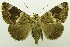  (Artigisa dentilinea - USNM ENT 00797330)  @11 [ ] Unspecified (default): All Rights Reserved  Unspecified Unspecified