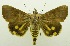  ( - USNM ENT 00797333)  @11 [ ] Unspecified (default): All Rights Reserved  Unspecified Unspecified