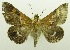  ( - USNM ENT 00797341)  @14 [ ] Unspecified (default): All Rights Reserved  Unspecified Unspecified