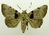  ( - USNM ENT 00797352)  @14 [ ] Unspecified (default): All Rights Reserved  Unspecified Unspecified