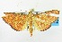  (Phlyctaenia - USNM ENT 00797460)  @14 [ ] Unspecified (default): All Rights Reserved  Unspecified Unspecified