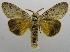  (Calliteara wandammena - USNM ENT 00797471)  @13 [ ] Unspecified (default): All Rights Reserved  Unspecified Unspecified