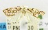  (Delonoma pyrrhoplecta - USNM ENT 00797748)  @13 [ ] Unspecified (default): All Rights Reserved  Unspecified Unspecified
