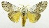  (Calliteara horsfieldii complex - USNM ENT 00798015)  @14 [ ] Unspecified (default): All Rights Reserved  Unspecified Unspecified