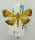  (Isocentris sp - USNM ENT 00798066)  @12 [ ] Unspecified (default): All Rights Reserved  Unspecified Unspecified