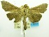  (Omiodes nr. lasiocnemis - USNM ENT 00798168)  @13 [ ] Unspecified (default): All Rights Reserved  Unspecified Unspecified
