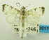  (Hyalinarcha - USNM ENT 00798303)  @13 [ ] Unspecified (default): All Rights Reserved  Unspecified Unspecified