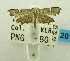  (Diathrausta profundalis - USNM ENT 00798308)  @12 [ ] Unspecified (default): All Rights Reserved  Unspecified Unspecified