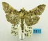  ( - USNM ENT 00798381)  @13 [ ] Unspecified (default): All Rights Reserved  Unspecified Unspecified