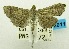  (Omiodes nr. poeonalis - USNM ENT 00798386)  @15 [ ] Unspecified (default): All Rights Reserved  Unspecified Unspecified