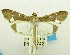  (Tipuliforma - USNM ENT 00798430)  @13 [ ] Unspecified (default): All Rights Reserved  Unspecified Unspecified