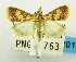  (Thesaurica notodontalis - USNM ENT 00798443)  @11 [ ] Unspecified (default): All Rights Reserved  Unspecified Unspecified
