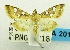  (Cotachena fulvomarginalis - USNM ENT 00798458)  @13 [ ] Unspecified (default): All Rights Reserved  Unspecified Unspecified