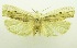  (Caenorycta dryoxantha - USNM ENT 00798516)  @11 [ ] Unspecified (default): All Rights Reserved  Unspecified Unspecified