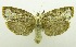  (Cryptophasa eumorpha - USNM ENT 00798548)  @13 [ ] Unspecified (default): All Rights Reserved  Unspecified Unspecified