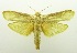  (Cryptophasa psammochtha - USNM ENT 00798549)  @11 [ ] Unspecified (default): All Rights Reserved  Unspecified Unspecified