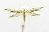  (Erechthias sp - USNM ENT 00798616)  @12 [ ] Unspecified (default): All Rights Reserved  Unspecified Unspecified