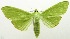  (Parotis atlitalis - USNM ENT 00798676)  @15 [ ] Unspecified (default): All Rights Reserved  Unspecified Unspecified