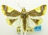  ( - USNM ENT 00798710)  @11 [ ] Unspecified (default): All Rights Reserved  Unspecified Unspecified