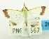  (Autocharis nr. amethystina - USNM ENT 00798715)  @12 [ ] Unspecified (default): All Rights Reserved  Unspecified Unspecified