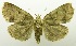  (Macna sp. AAL8343 - USNM ENT 00798853)  @14 [ ] Unspecified (default): All Rights Reserved  Unspecified Unspecified