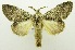  (Syntypistis trisospylus - USNM ENT 00798945)  @13 [ ] Unspecified (default): All Rights Reserved  Unspecified Unspecified