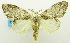 (Syntypistis famelica - USNM ENT 00798947)  @11 [ ] Unspecified (default): All Rights Reserved  Unspecified Unspecified