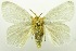  (Imaus - USNM ENT 00798997)  @13 [ ] Unspecified (default): All Rights Reserved  Unspecified Unspecified